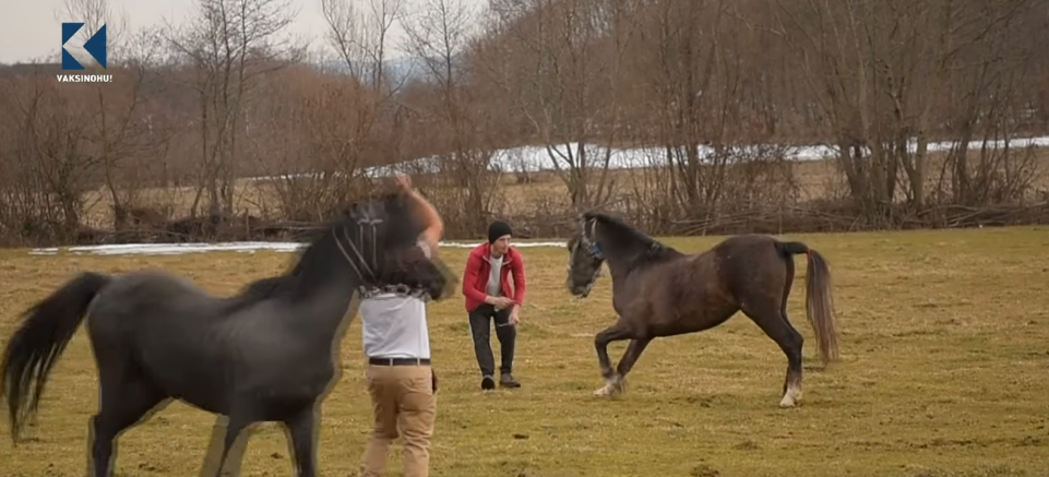 Shikoni veçoritë e fermës së kuajve në Ratish të Deçanit (VIDEO)