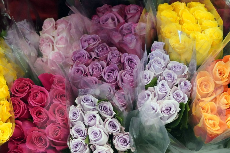 Këto janë shtetet ku është e ndaluar të festohet "Shën Valentini"
