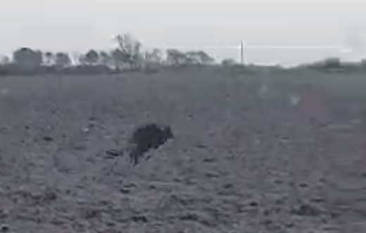 Kanguri misterioz kapet nga kamera pranë rrugës daneze (VIDEO)