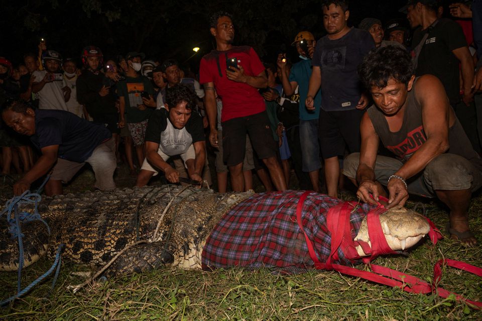 Indoneziani e liron krokodilin nga goma që i ishte mbërthyer në qafë para gjashtë vjetësh (VIDEO)