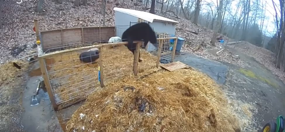 Ariu i madh mundet nga dy derra të vegjël (VIDEO)