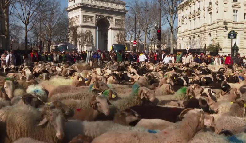 Delet ‘mblidhen’ në paradën e kafshëve në Paris (VIDEO)