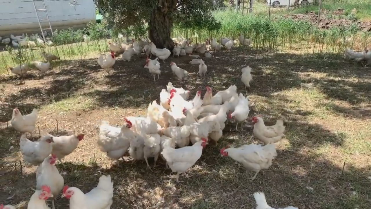 Gripi i shpendëve, zbulohet një vatër e re infeksioni