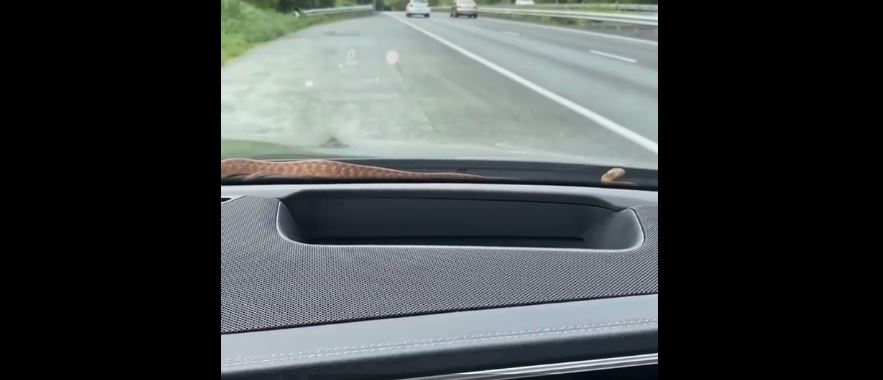 Gjatë ngasjes në autostradë, gjarpri i del gruas brenda në veturë (VIDEO)