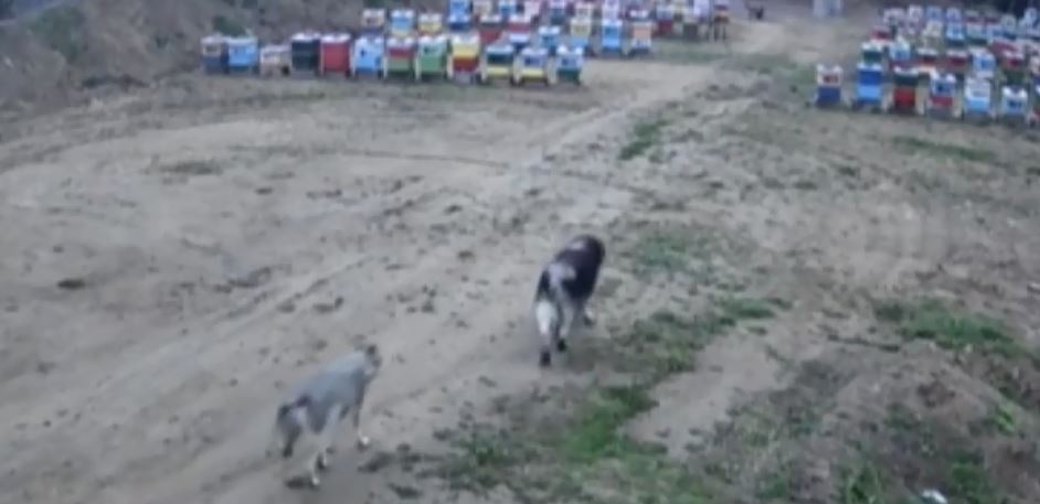 Ujku dhe qeni bëhen bashkë në Kamenicë (VIDEO)