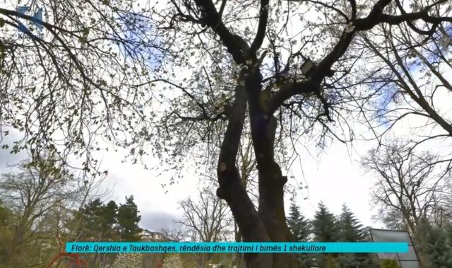 Qershia e Taukbashqes, rëndësia dhe trajtimi i bimës një shekullore (VIDEO)
