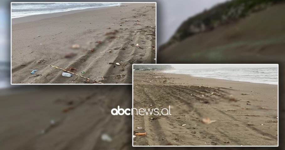 Bregdeti i Shëngjinit "mbulohet" nga pulat e ngordhura