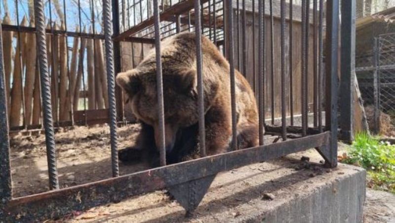 Shpëtohet ariu i murrmë nga hoteli ukrainas ku qëndroi i mbyllur 18 vjet (FOTO)