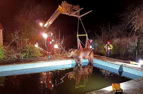 Kau 600 kilogramësh bie në pishinë, shpëtohet nga zjarrfikësit (FOTO)