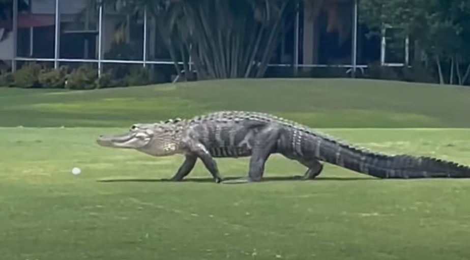 Loja e golfit ndërpritet nga krokodili masiv në Florida (VIDEO)