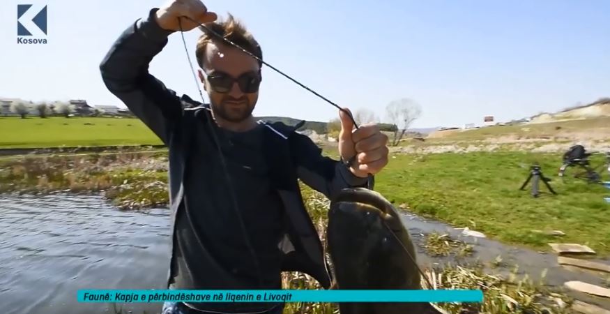 Kapja e përbindëshave në liqenin e Livoqit (VIDEO)