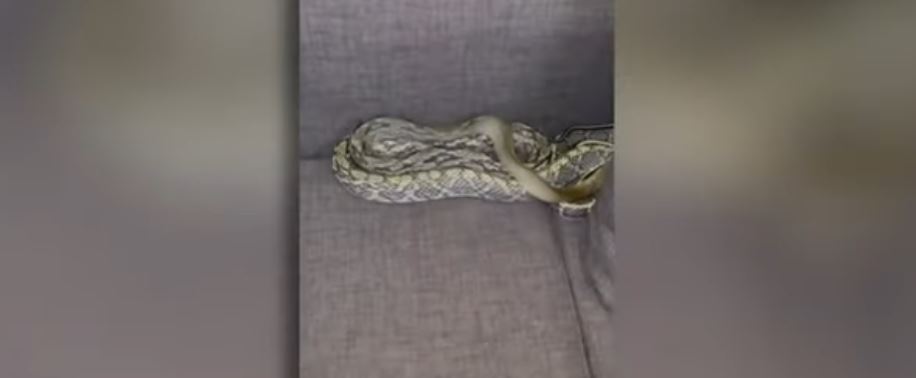 Burri gjen gjarprin dy metra nën jastëkun e tij (VIDEO)