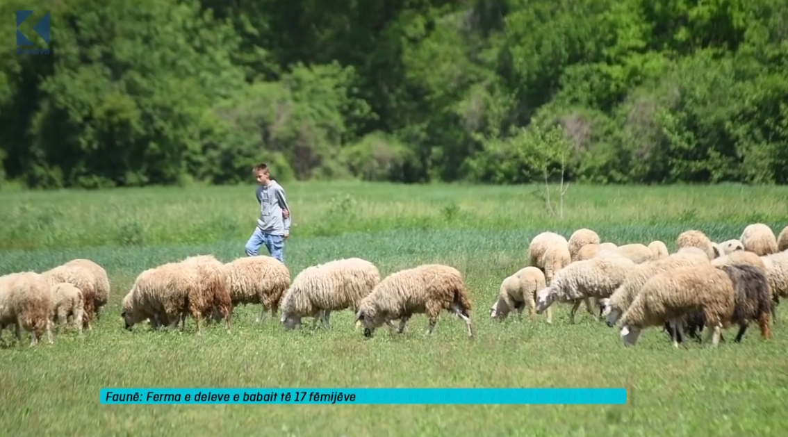 Babai i 17 fëmijëve i cili posedon një fermë të deleve (VIDEO)