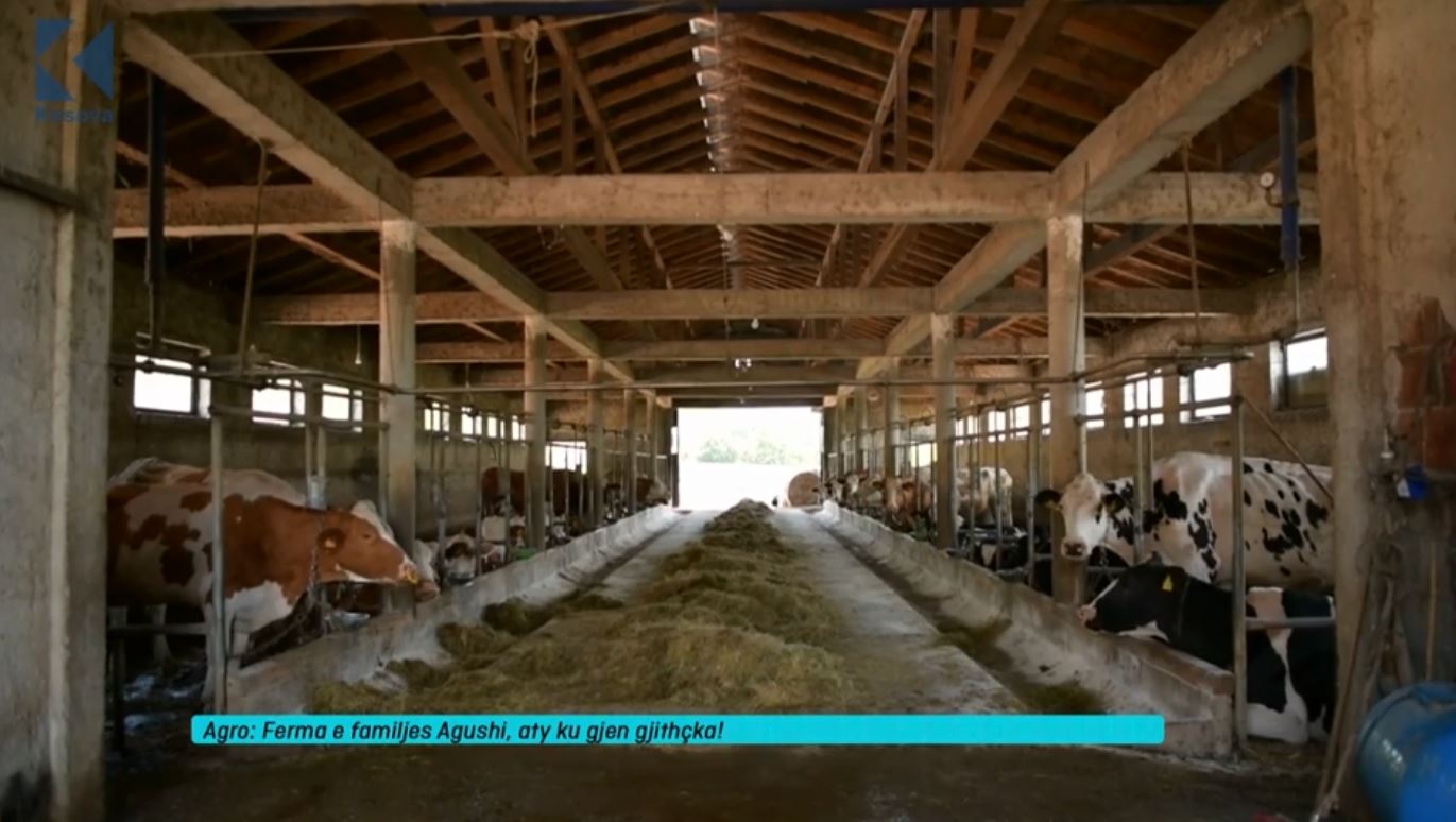 Ferma e familjes Agushi, aty ku gjen gjithçka (VIDEO)