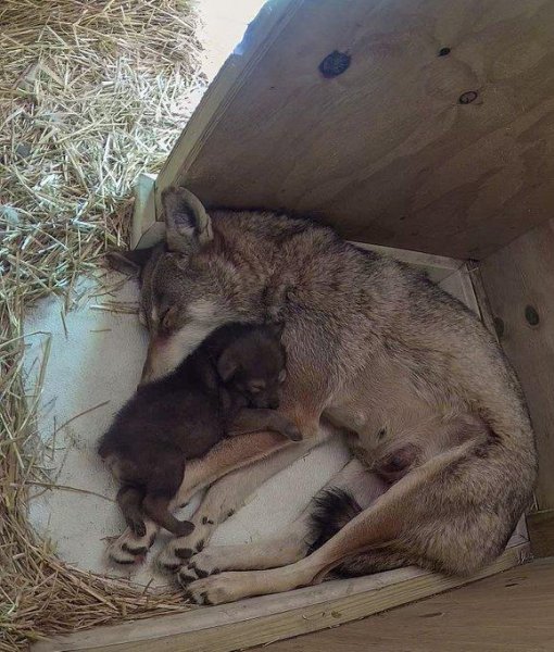 Kopshti zoologjik i Rhode Island mirëpret lindjen e ujkut më të rrezikuar në botë