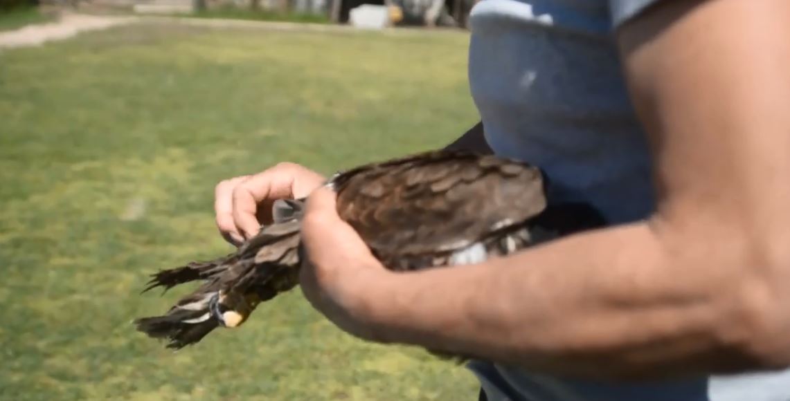 Lirimi i shpendit tashmë të shëndoshur nga Hysni Rexhaj (VIDEO)