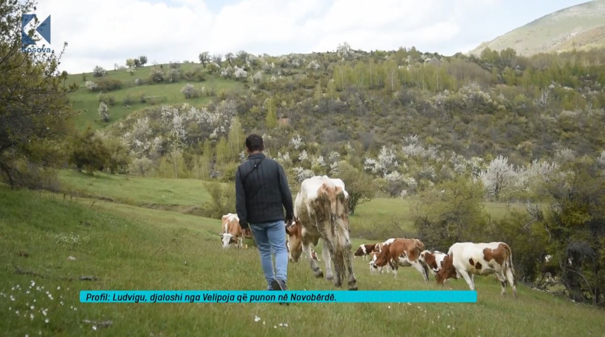Ludvigu, djaloshi nga Velipoja që punon në Novobërdë (VIDEO)