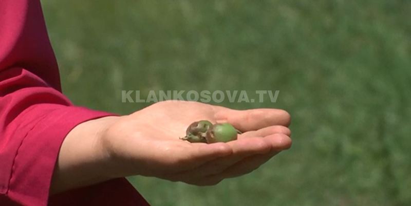 Pritet kompensimi i dëmeve të shkaktuara nga stuhia te kulturat bujqësore në Podujevë (VIDEO)
