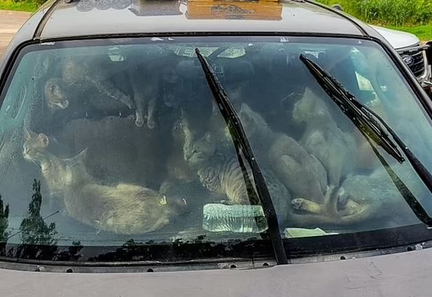 Mbeti pa shtëpi, filloi të jetonte në veturë me 47 macet e tij (FOTO)