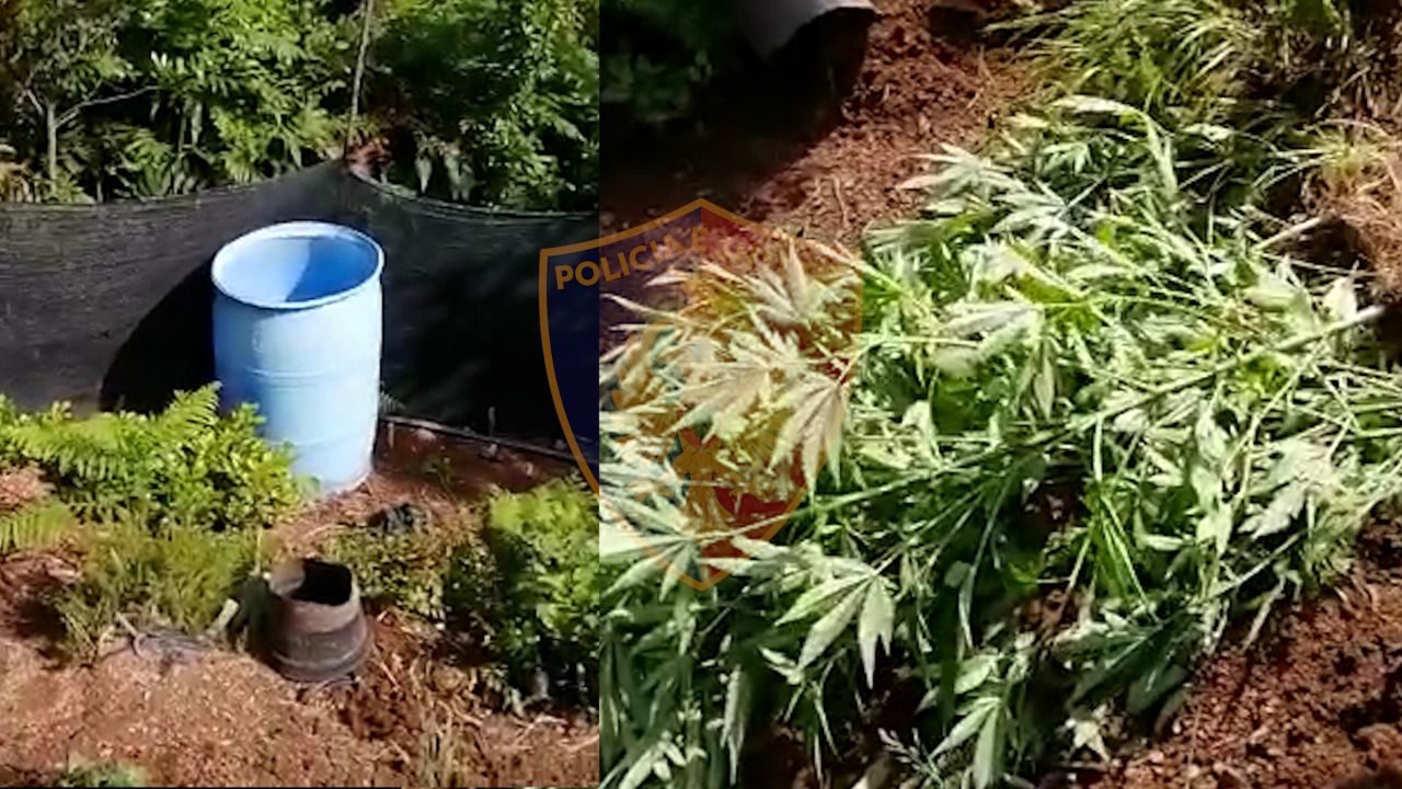 Zbulohet parcela gjigante me kanabis në Velipojë