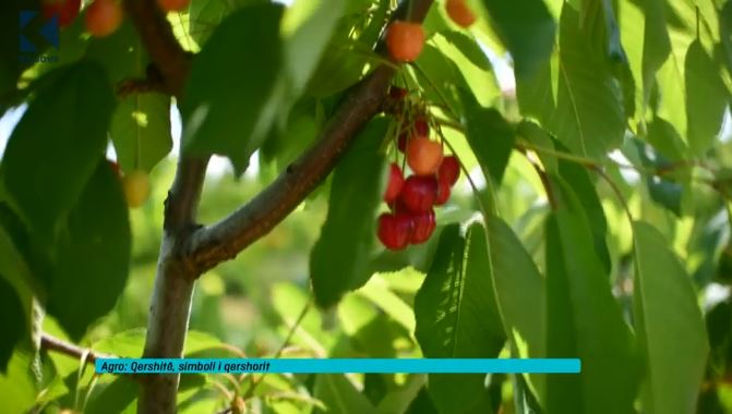 Qershitë, simbol i qershorit (VIDEO)