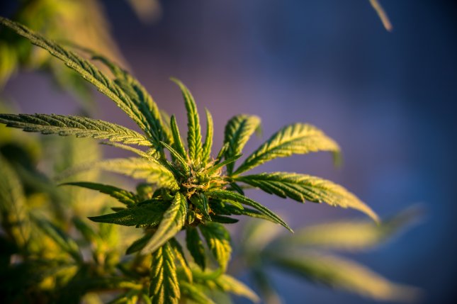 Adoleshentët kanë tri herë më shumë gjasa të zhvillojnë varësi ndaj marihuanës sesa të rriturit