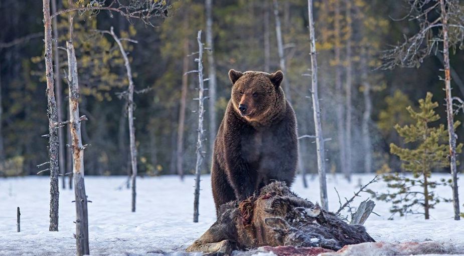 Fotografia e ariut të murrmë, e shkrepur nga një stërgjyshe, po bën xhiron e botës (FOTO)