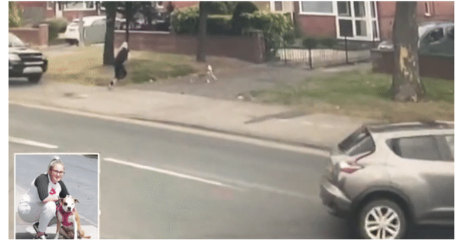 Momenti kur qeni shpëton pronaren nga aksidenti fatal (VIDEO)