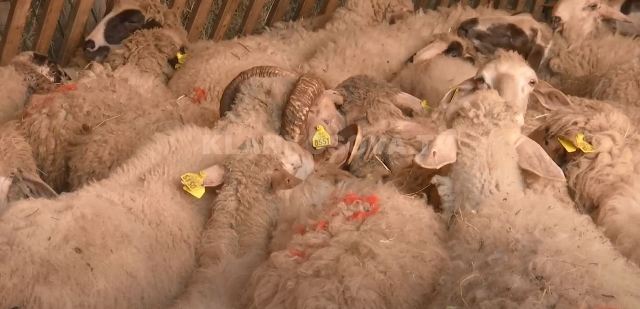 A janë haram apo hallall kurbanët e kontrabanduar? (VIDEO)