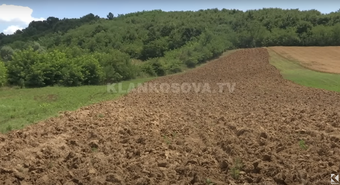 Ujku i del dy herë përballë bujkut, ia lë arën pa mbjellë (VIDEO)