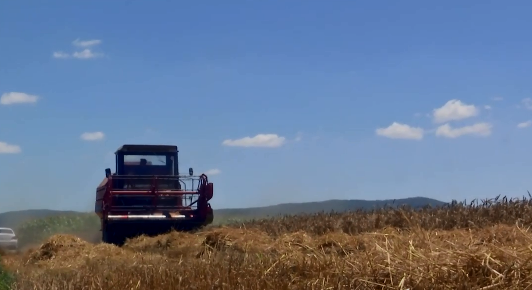 Sivjet më shumë sipërfaqe me grurë e rendimente më pak në komunë të Prishtinës (VIDEO)