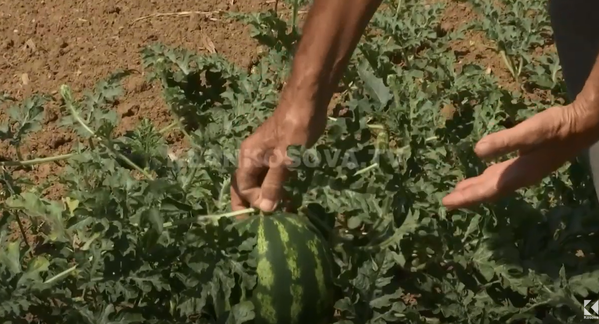Bostanin s’e shtrenjton nafta, por nuk sjell fitime (VIDEO)