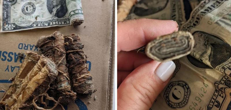 Familja nga Nju Xhersi gjen njëmijë dollarë të vjetra nën verandë