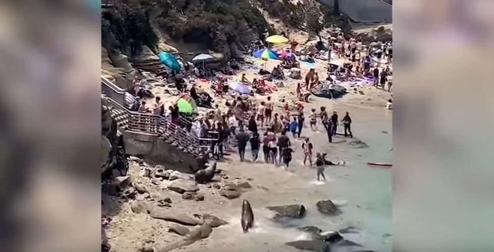 Luanët e detit ndjekin pushuesit e plazhit? (VIDEO)