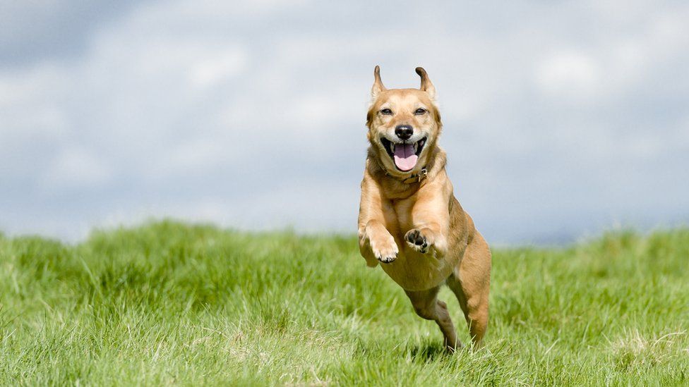 Qentë mund të qajnë nga gëzimi kur pronarët kthehen në shtëpi, thotë studimi
