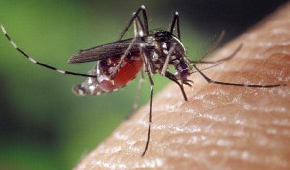 IKShPK: S’ka virus të Nilit perëndimor në Kosovë