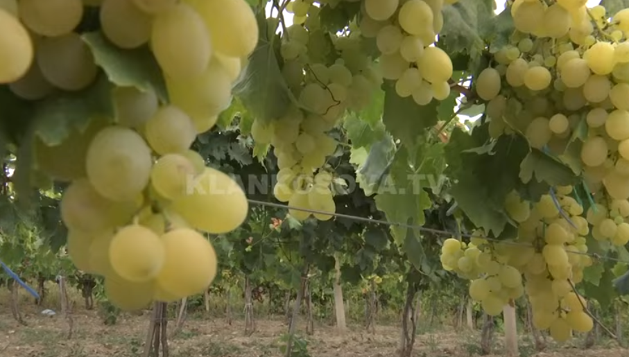 Vreshtarët ankohen për mungesë tregu (VIDEO)