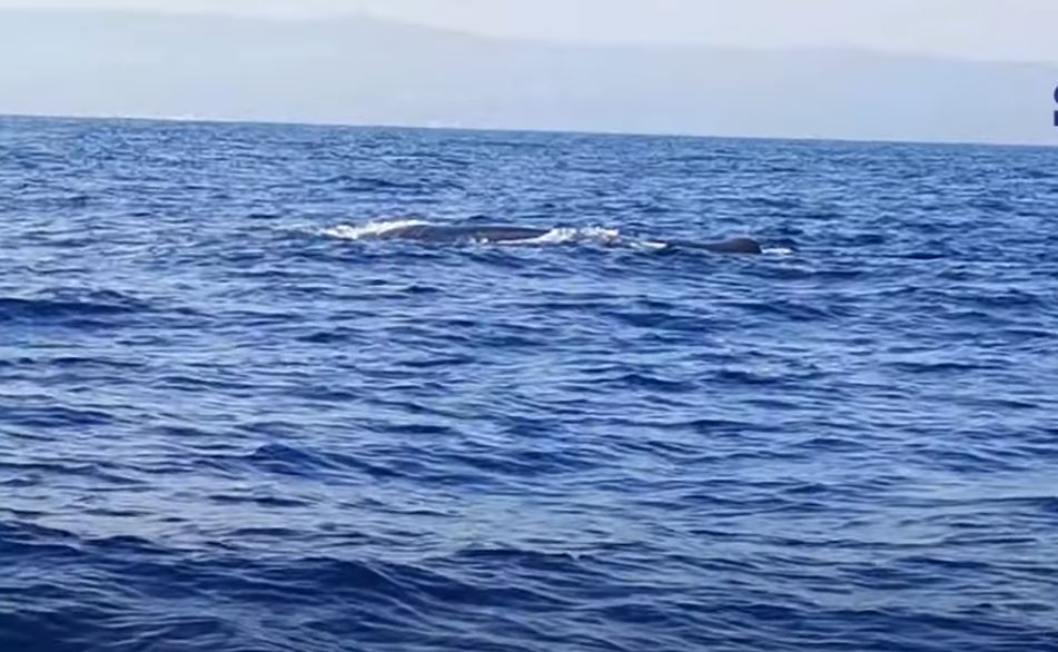 Fotografohet duke notuar balena mbi 12 metra e gjatë (VIDEO)