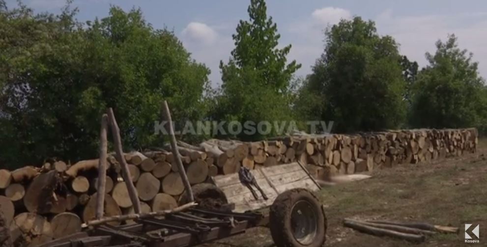 Druvarët i zë lisi, një vdes, tjetri lëndohet (VIDEO)