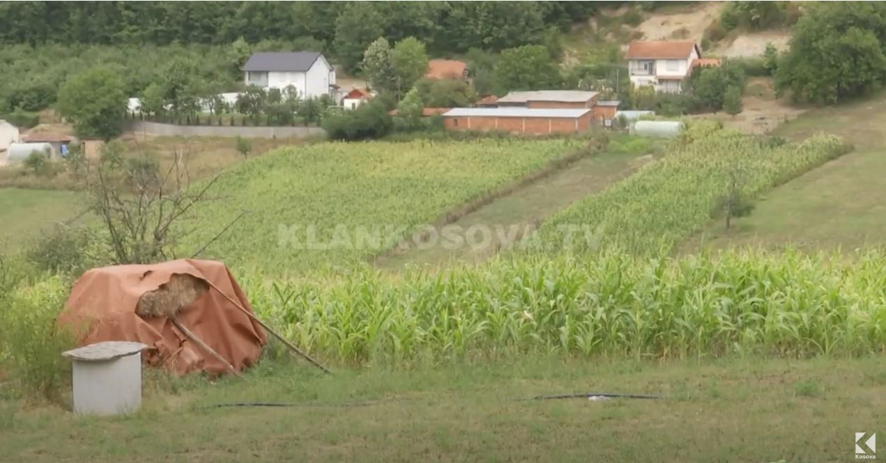 Shteti nis të japë 53 milionë për bujq, gruri paguhet më vonë (VIDEO)