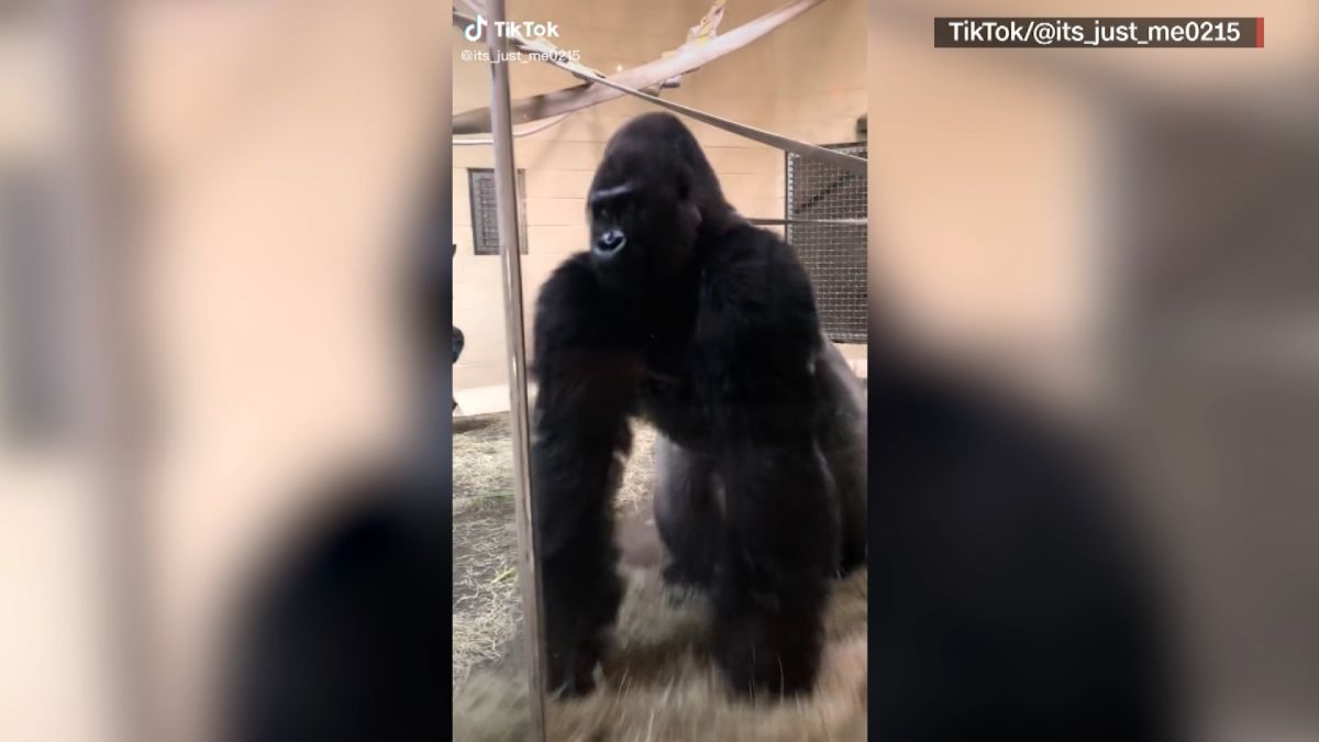 Gorilla që rrëshqet bëhet virale në rrjetet sociale (VIDEO)