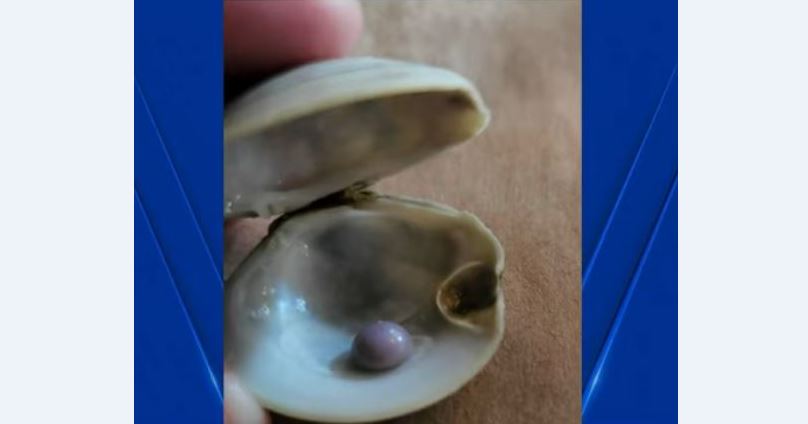Burri gjen perlë të rrallë vjollce gjatë ngrënies në restorant (VIDEO)