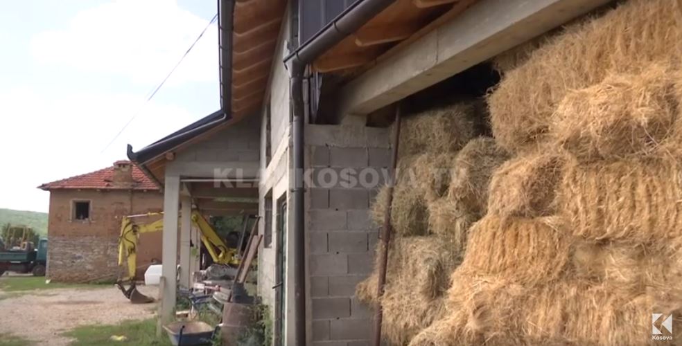 Vidhen 2 lopë, 2 viça e 1 mështjerrë (VIDEO)