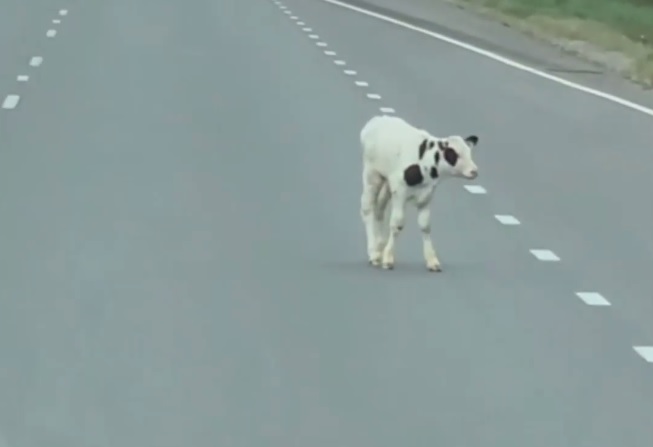 Viçi shpëton nga rimorkio, bllokon trafikun në autostradë (VIDEO)