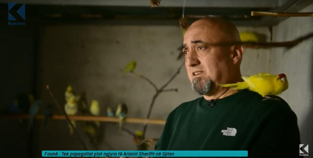 Tek papagallat plot ngjyra të Arianit Sherifit në Gjilan (VIDEO)