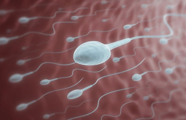 Numri i spermatozoideve tek burrat ka rënë përgjysmë në krahasim me 50 vite më parë, tregon studimi