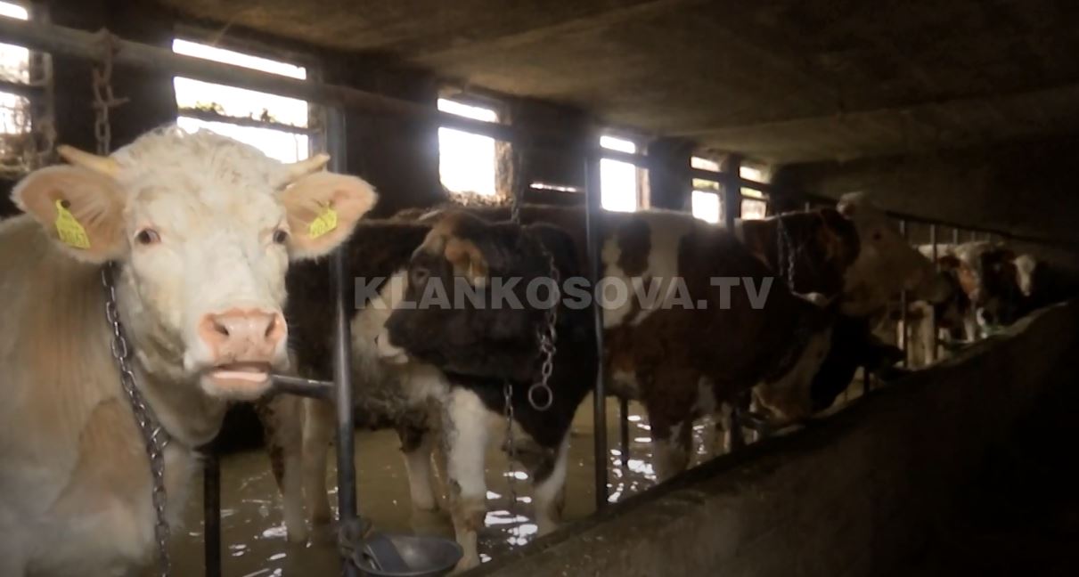 Uji “përmbyt” mëzetërit në një stallë në Vushtrri (VIDEO)