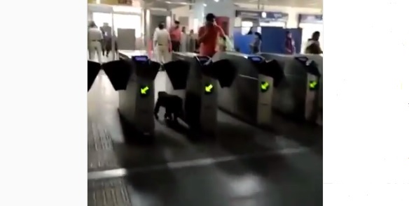Majmuni endet në stacionin e trenit në Indi (VIDEO)
