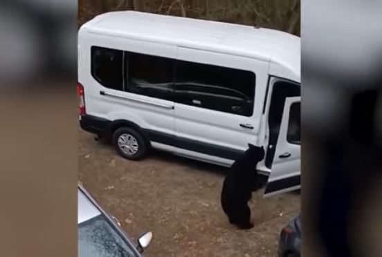 Ariu hyn në furgon dhe vjedh kokoshka (VIDEO)