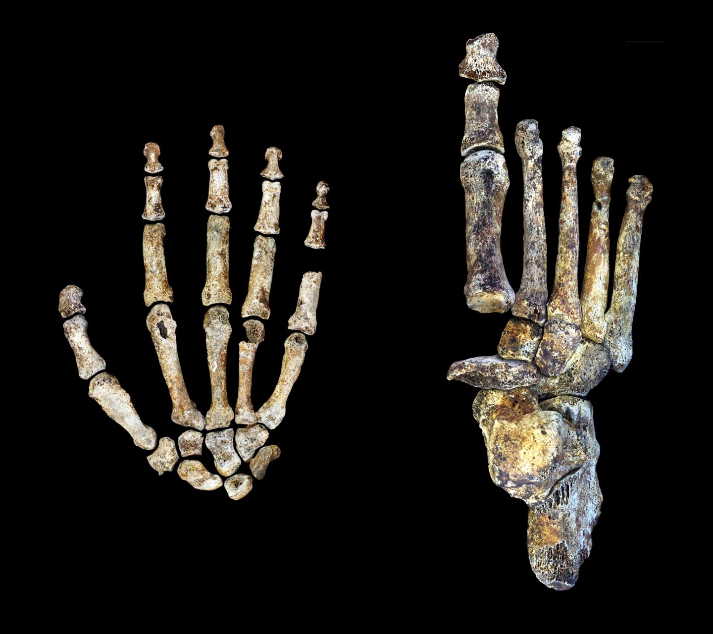 Homo naledi e ka përdorur zjarrin për gatim e dritë para njeriut, thonë arkeologët